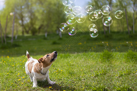 甜罗素狗品种杰克·罗瑟看绿草上的肥皂泡 自然界的漂亮狗背景