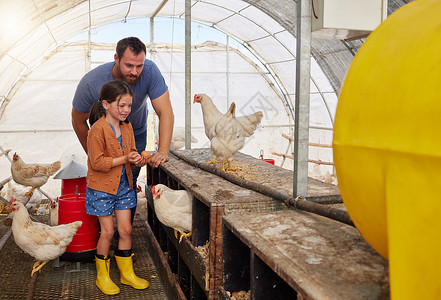 经历的女孩每个孩子都应该经历农耕 一个年轻女孩帮助父亲在家禽养殖场工作背景
