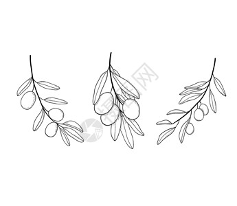 橄榄树分线艺术绘画 矢量图 将橄榄叶与白色的橄榄叶隔离在白上 地中海烹饪植物素描插画