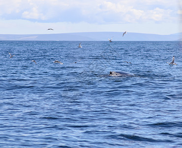 天空鲸鱼冰岛海岸附近座头鲸的近距离鲸鱼野生动物海洋海滩哺乳动物脚蹼蓝色天空尾巴动物背景