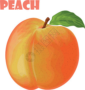 甜油桃桃 桃子的形象 成熟多汁的桃子与一块石头 成熟的果实 素食维生素产品 矢量图插画
