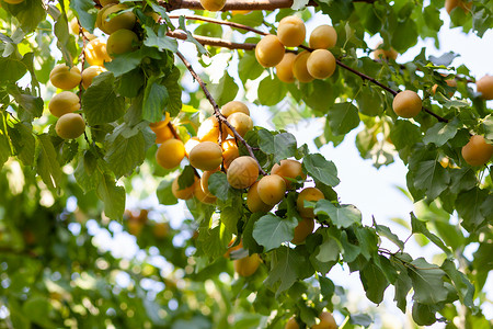 树枝上的红利普Ripe杏子农村种植园水果花园植物食物摄影杏树橙子园艺背景图片