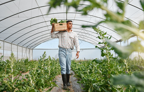 大自然真的很慷慨 一个年轻人在农场的温室里工作时拿着一箱新鲜农产品背景图片