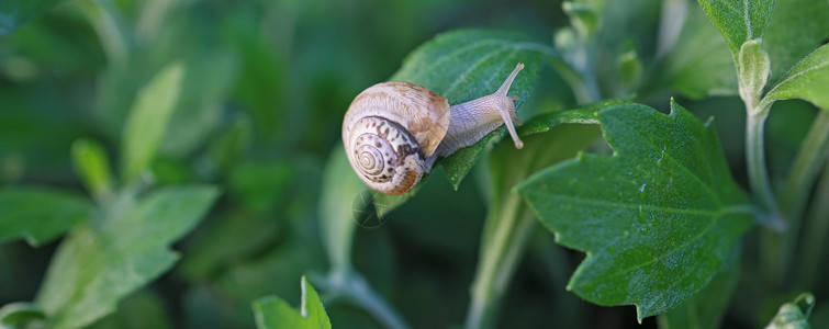 蜗牛举树叶带壳的小蜗牛在草地上爬行 夏日在花园里 室外花园植物叶上小蜗牛的特写 软体动物宏运动房子蜗牛食物动物野生动物生物岩石鼻涕虫动物群背景