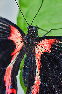 红色和黑色翅膀的红色摩蒙蝴蝶细节高清图片