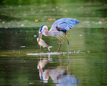 大蓝海隆 站在浅水中吃鱼的浅水里食物蓝鹭环境涉水池塘湿地海洋河口苍鹭野生动物背景图片