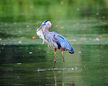 池塘苍鹭大蓝海隆 站在浅水中吃鱼的浅水里水库荒野蓝色食物羽毛海洋野生动物池塘翅膀钓鱼背景