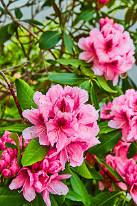 充满活力的粉红色花朵在灌木丛上盛开高清图片