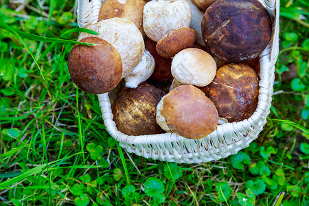 蘑菇在篮子里食用生长高清图片
