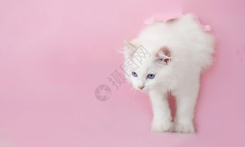 粉色的猫Ragdol 户外猫眼睛毛皮动物猫咪爪子粉色哺乳动物工作室白色蓝色背景