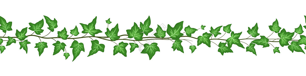 绿色藤蔓树叶无缝边界 有绿色的长春藤叶 在白色背景上隔绝 矢量平面漫画插图插画