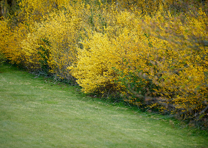 连翘树篱生长在草坪上的黄色边界连翘灌木 作为庭院 花园或公园景观种植的野生秋季或春季树篱 维护良好的园艺区 种植多年生或季节性秋季植物背景