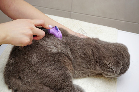 在家梳理苏格兰式折叠猫动物刷子猫科女性美容师毛皮朋友兽医工具感情背景图片