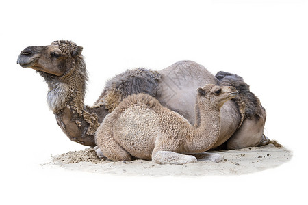 与在白色背景隔绝的母亲的幼崽 小骆驼和他的妈妈躺在沙滩上 两只骆驼躺在炎热的阳光明媚的日子里 转向不同的方向背景图片