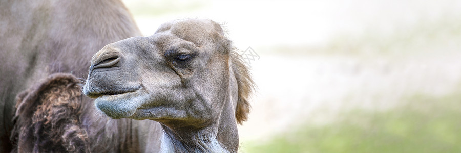骆驼脸户外的迪拜高清图片