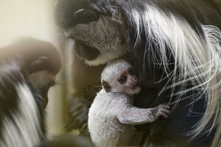 长尾巴猴子一只小阿比西尼亚疣猴在傍晚的阳光下喝着母亲的母乳 刚出生的阿比西尼亚疣猴 长着白色长尾巴的黑猴子森林疣猴饮料新生母性胸部灵长类牛背景