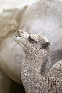 一只小骆驼躺在沙漠的热沙上 侧面 近一点 骆驼幼崽说谎单峰新生晴天家庭沙丘动物眼睛婴儿荒野背景图片