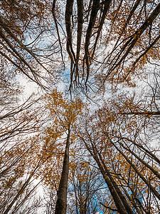 自然景观 从下到下看秋季树的树干和顶部 在蓝云天空上用橙叶子遮挡蓝色云层背景图片