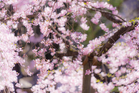 文京区六亚丁的一幅形象天空情感景点财产晴天古都花瓣植物风格传统背景