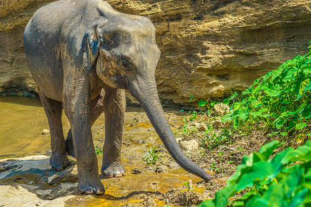 大象戏水野象图像斯里兰卡平纳拉鼻子好天气团体耳朵动物园野生动物动物家族天空眼睛背景