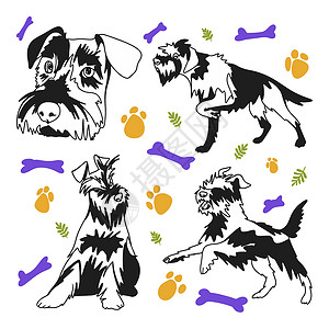 雪纳瑞犬史诺泽养狗 有趣的小狗 在不同的姿势 涂鸦插画