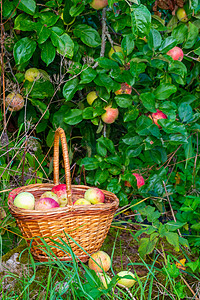 果园生草红色和绿色新鲜采摘的苹果 在绿草上的篮子草地园艺农村水果花园乡村食物季节果园农场背景