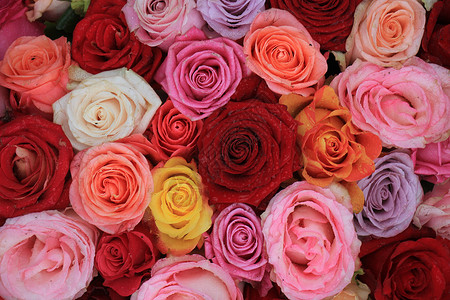 多彩玫瑰花新娘玫瑰捧花白色鲜花装饰紫色黄色红色插花背景图片