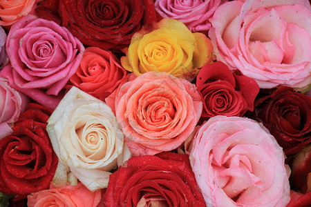多彩玫瑰花红色新娘装饰品紫色婚礼装饰中心捧花黄色鲜花背景图片