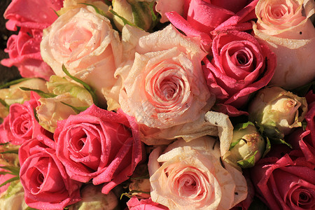 混合粉红玫瑰花装饰鲜花玫瑰婚礼新娘捧花插花紫色中心装饰品背景图片