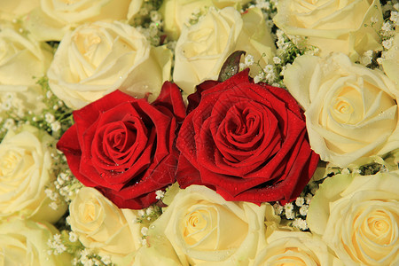 红玫瑰花瓣浪漫插花花束鲜花婚礼新娘玫瑰白色背景图片