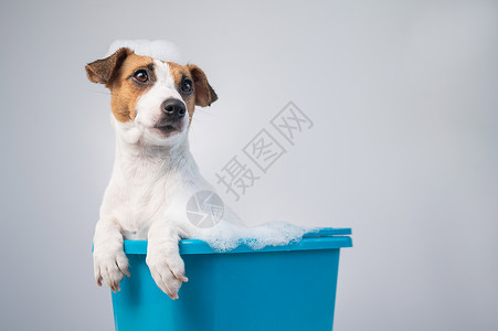 蓝色浴缸有趣的友善狗杰克罗瑟尔泰瑞犬 在白色背景上用泡沫洗浴药品动物蓝色护理塑料卫生间肥皂浴缸身体浴室背景
