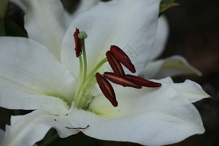 白虎百合花束婚礼植物群新娘白色花瓣鲜花背景图片