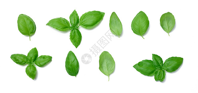 各种绿色的拜西尔树叶 白背景与世隔绝草本植物白色叶子芳香赞成沙拉收藏烹饪药品蔬菜背景图片
