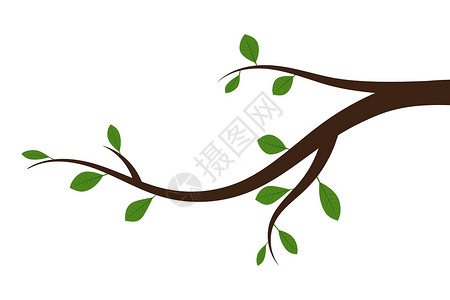 有绿叶树枝的树枝 矢量插图季节白色创造力黑色生长植物学环境绿色绘画生态背景图片