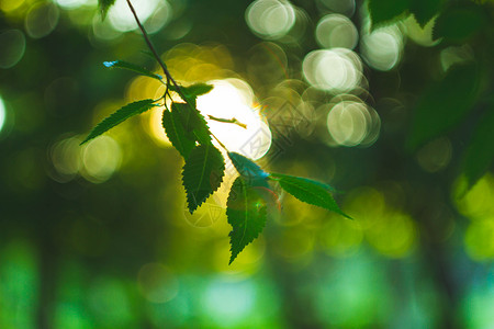 花园的日落脱离了焦点 纹理是绿色的 有太阳光环境地平线横幅天空太阳季节旅行叶子天气射线背景图片