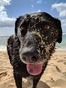 在克伦威尔海滩挂着舌头的桑迪黑皮狗背景