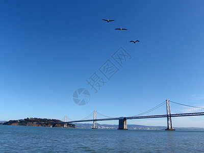 三只海鸥飞在湾桥旧金山一侧的 山口高清图片