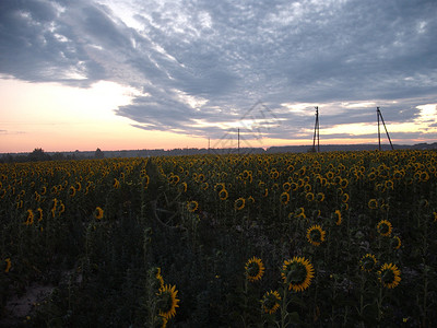 清晨黎明 天空和村里的一片田地日落太阳黄色土地农村场地阳光乡村旅行蓝色背景图片