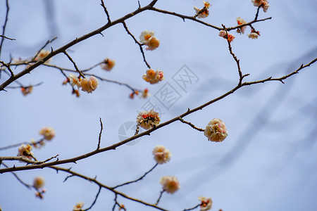 梅花形象梅园李子木头公园粉色白梅植物花瓣晴天蓝天背景图片