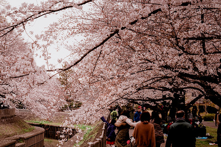 Zenfukukuji绿地公园的樱花和多云高清图片