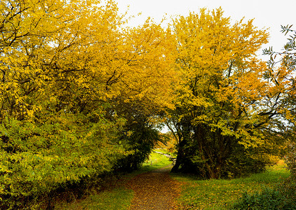 森林或公园的金色秋天场景 黄树叶花园橙子风景松树环境树木橡木金子叶子木头背景图片