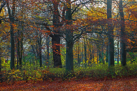 森林或公园的金色秋天场景 黄树叶射线季节环境松树树叶全景叶子植物金子橙子背景图片