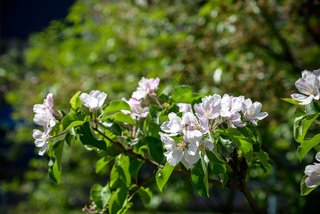 果树开花 樱桃树开花 春天植物群木本叶子花瓣季节园艺植物果园花粉樱花背景图片