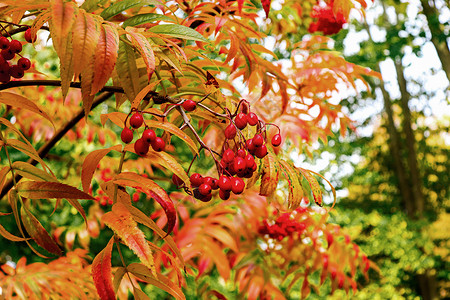 树上有罗万浆果 秋天多彩的季节 橙灰莓叶子收成药品宏观植物群植物树叶公园橙子衬套背景图片