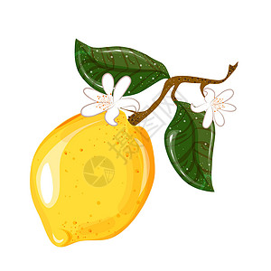 美短加白柠檬的矢量果枝 在白背景上加叶子 一个柠檬 盖子 明信片和包装插画