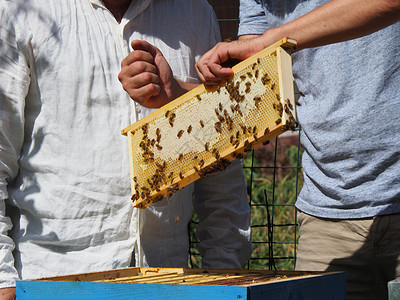 蜜蜂框养蜂大师拔出一个带蜂蜜的框 从蚁群中的蜂巢里提取出来检查养蜂业花蜜生产花粉蜂蜡安全帽子养蜂人职业背景