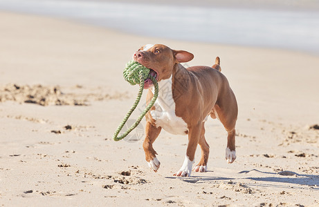 一等奖是我的 一只可爱的斗牛犬 在海滩上用绳子玩耍背景