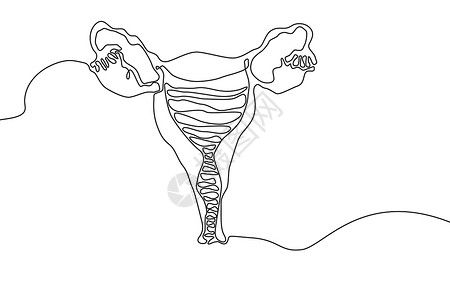 子宫手绘图标连续线条绘制 人体器官创意抽象艺术背景时尚概念单行设计 轮廓简单图像黑白颜色矢量背景图片