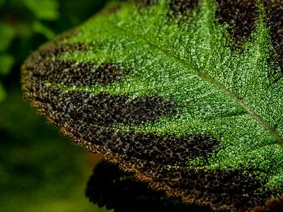 地毯厂植物学紫色高清图片