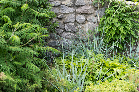 用绿色植物盖的灰色混凝土粗糙的墙壁 绿色的常春藤环绕着墙壁 灰绿色带纹理的背景背景